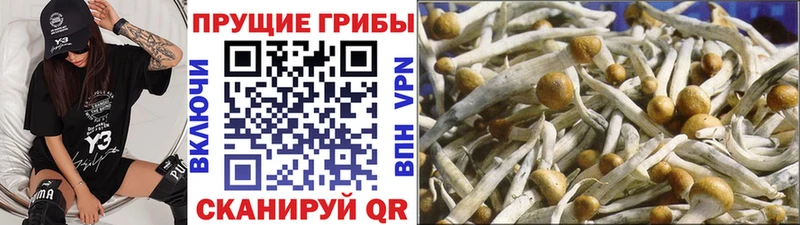 Галлюциногенные грибы Psilocybe  цены   Южно-Сухокумск 